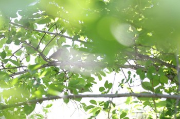 2023年4月22日(土) 芥川の野鳥観察記録