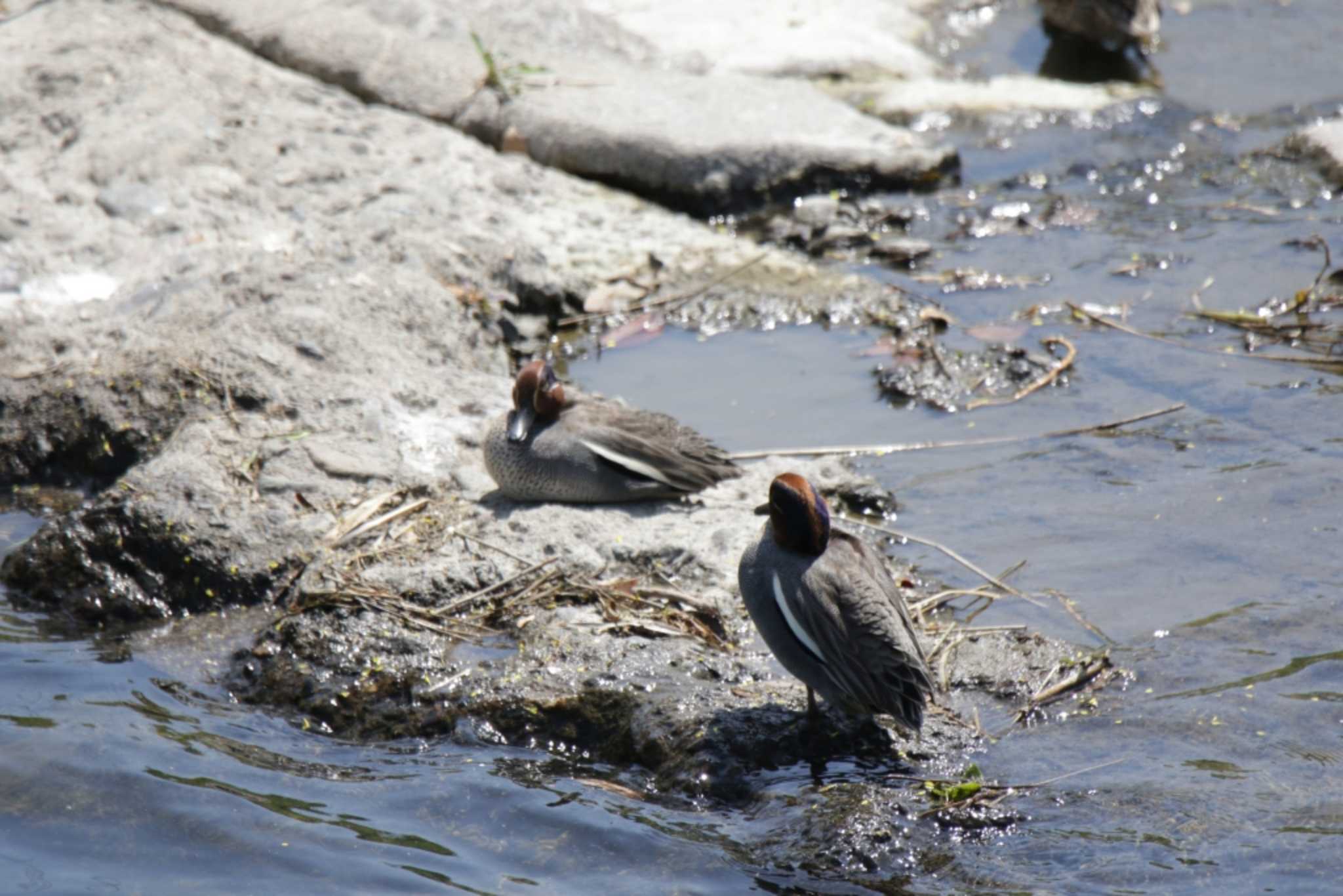 Eurasian Teal