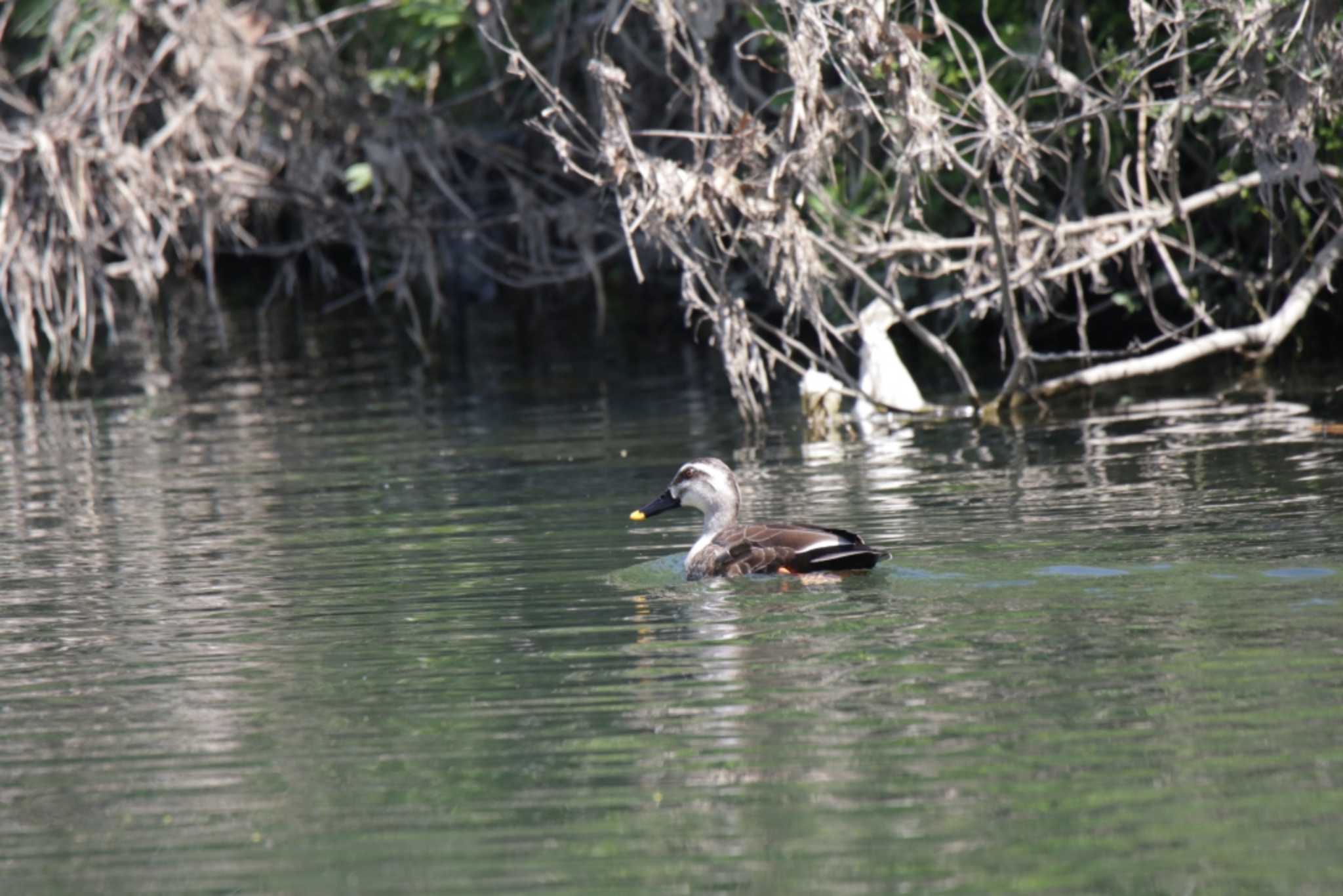 Eastern Spot-billed Duck