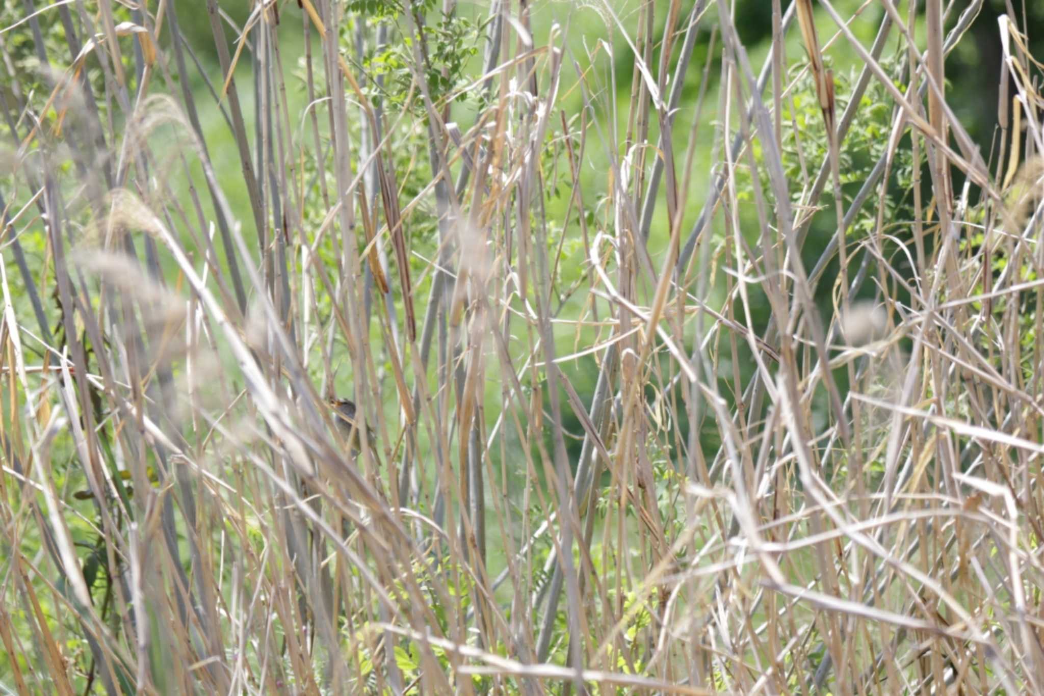 Photo of Japanese Bush Warbler at 芥川 by KAZUSAN