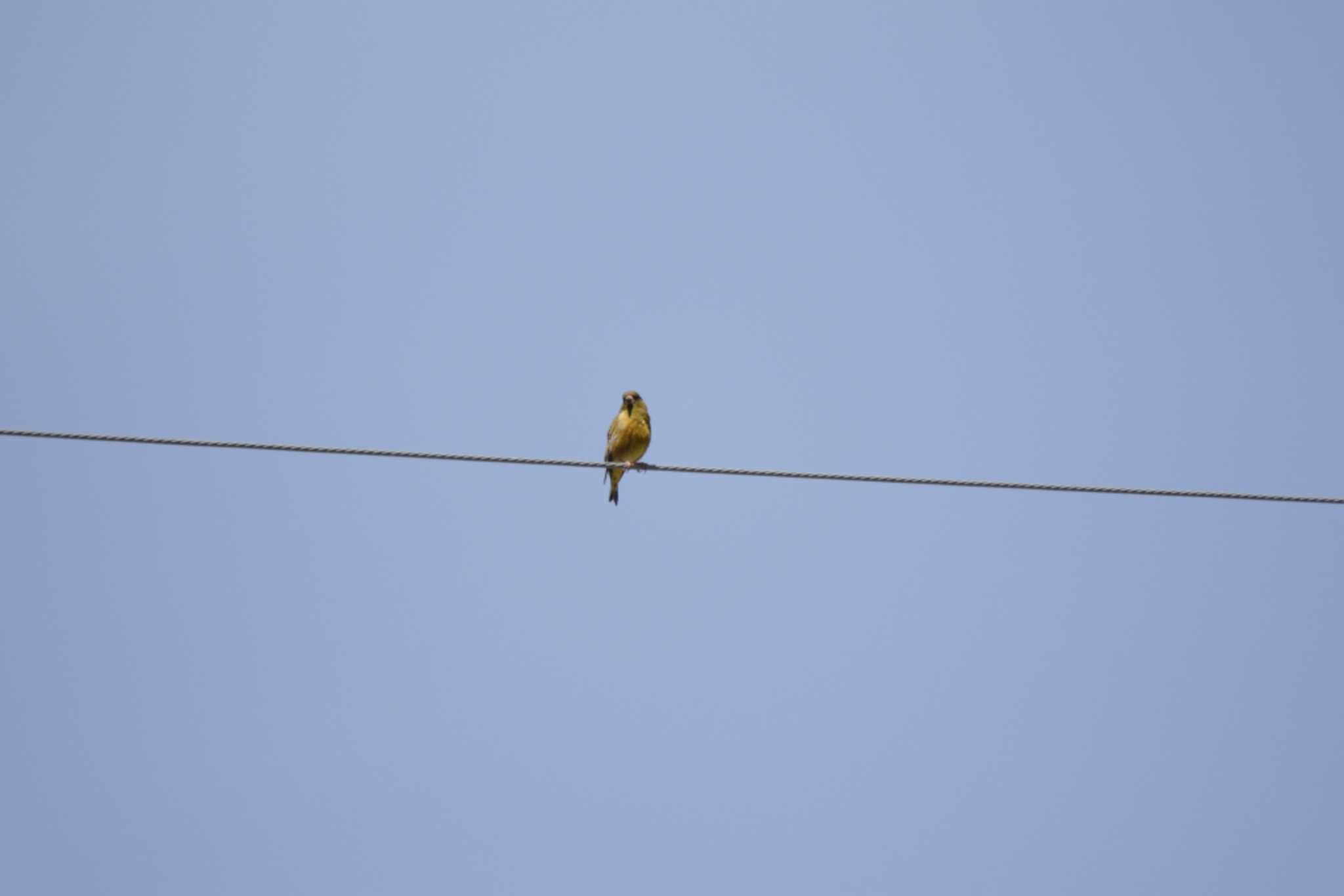 Grey-capped Greenfinch