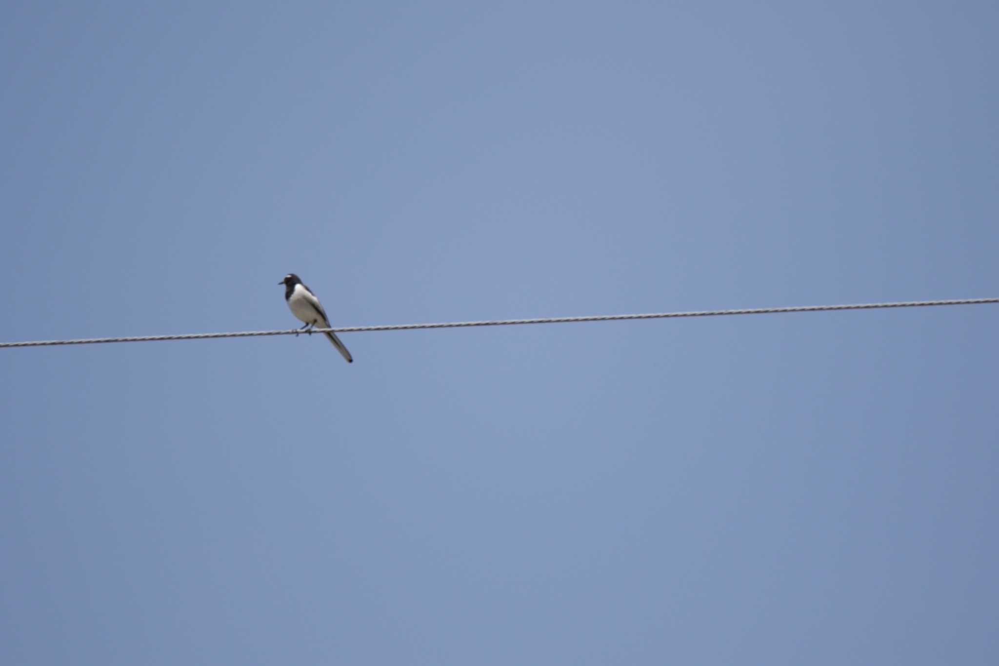 Japanese Wagtail