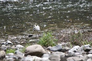 Grey Heron 井倉洞 Sun, 4/23/2023