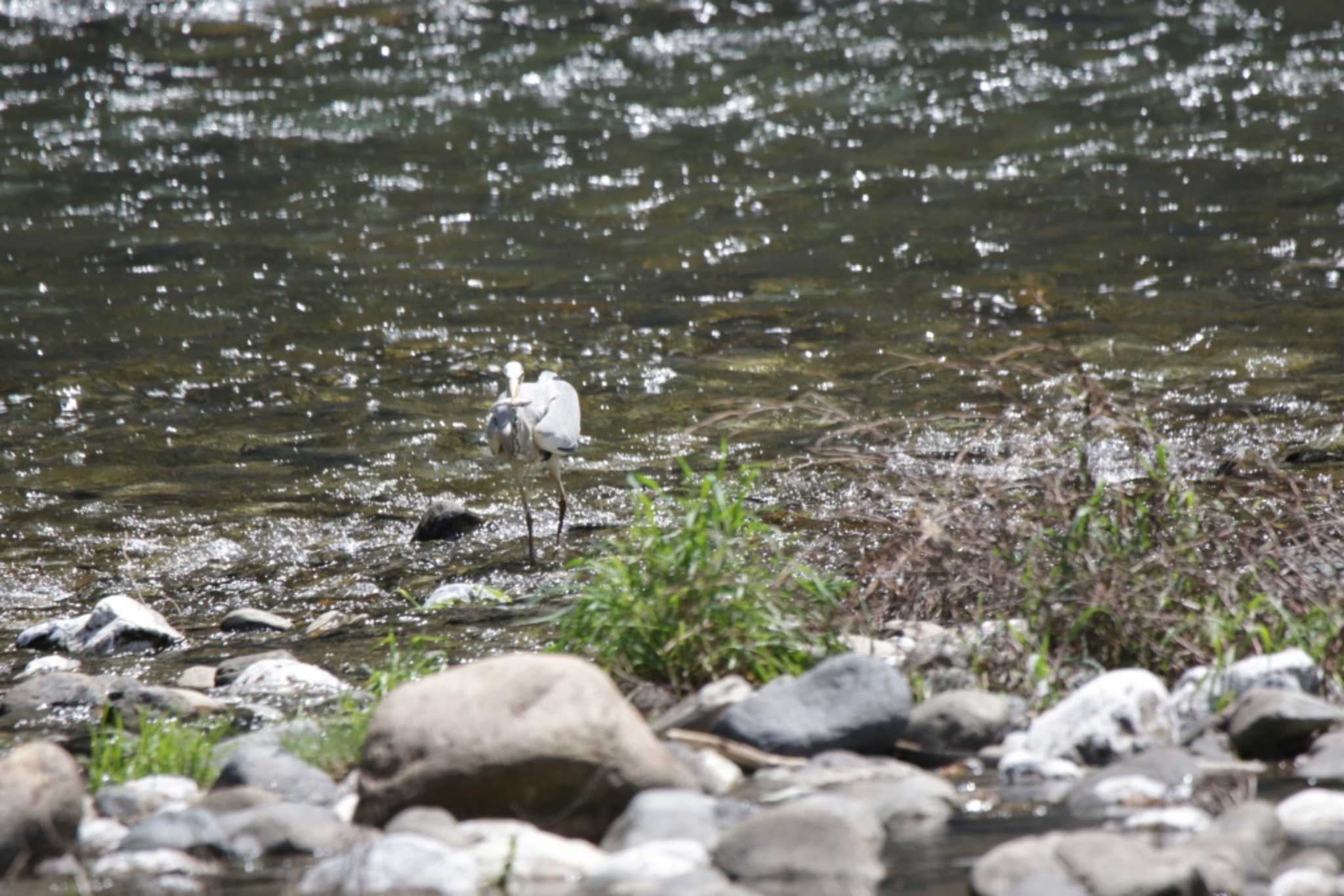 Grey Heron