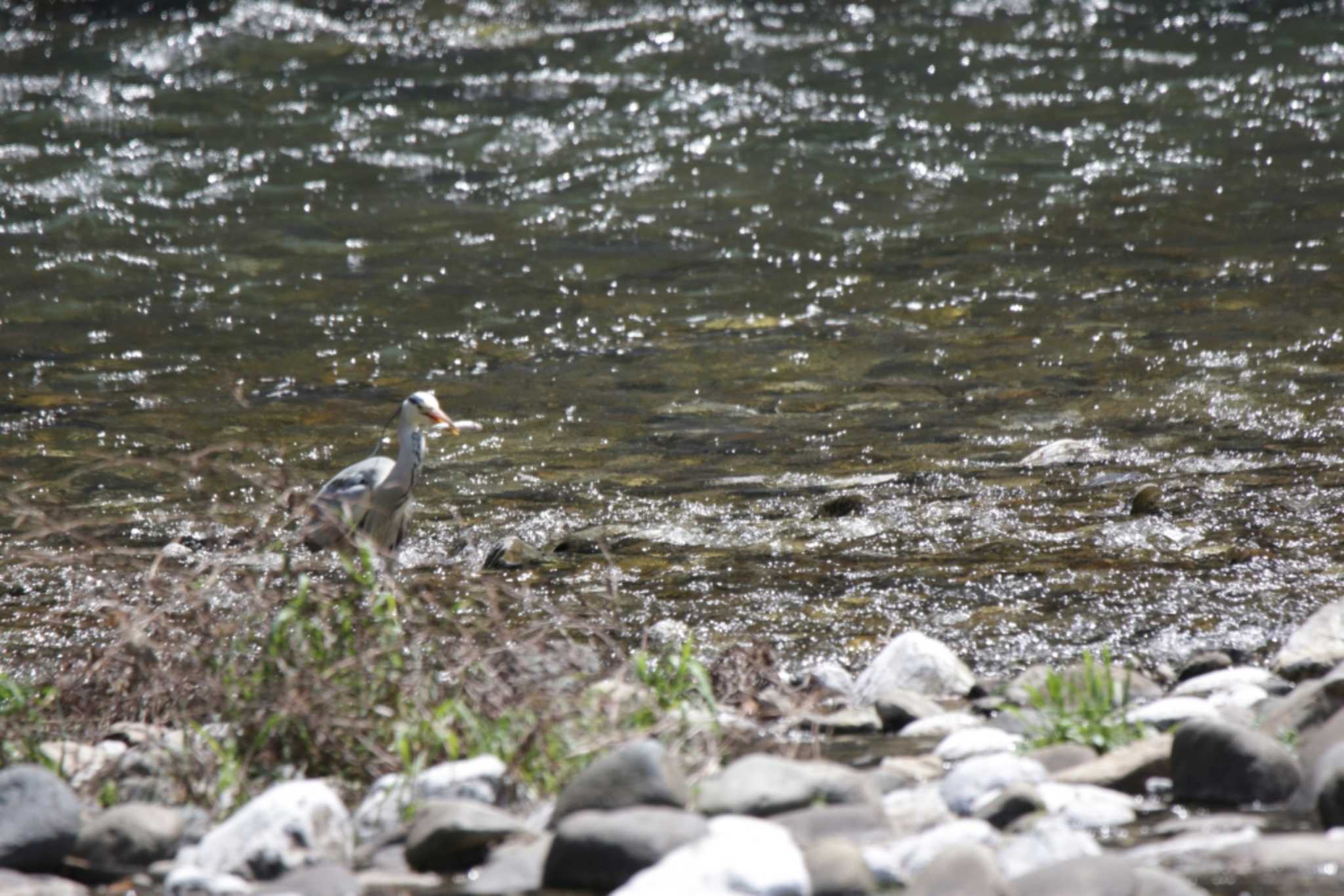 Grey Heron