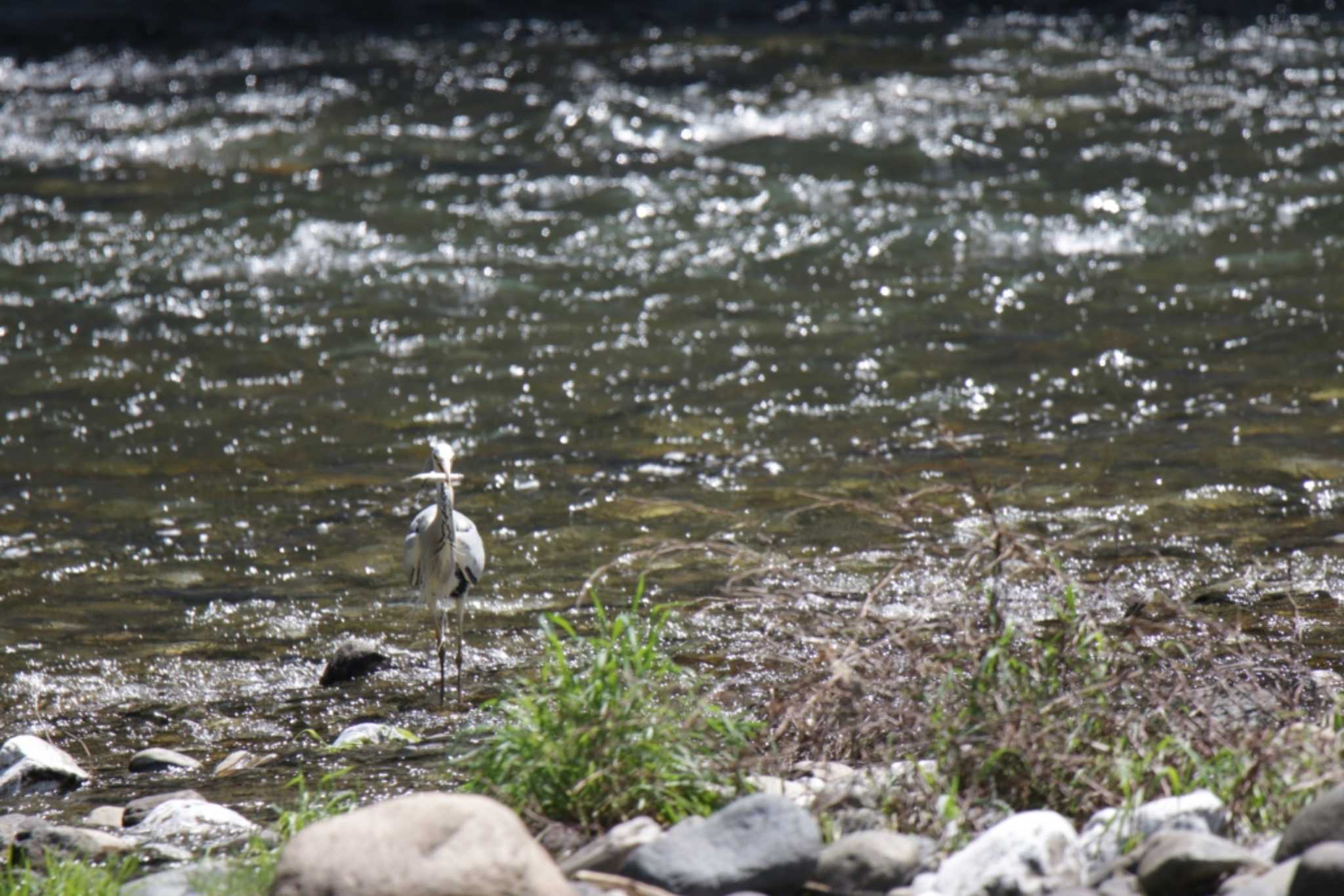 Photo of Grey Heron at 井倉洞 by KAZUSAN