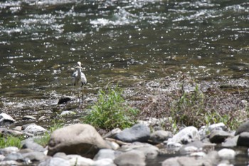 Grey Heron 井倉洞 Sun, 4/23/2023