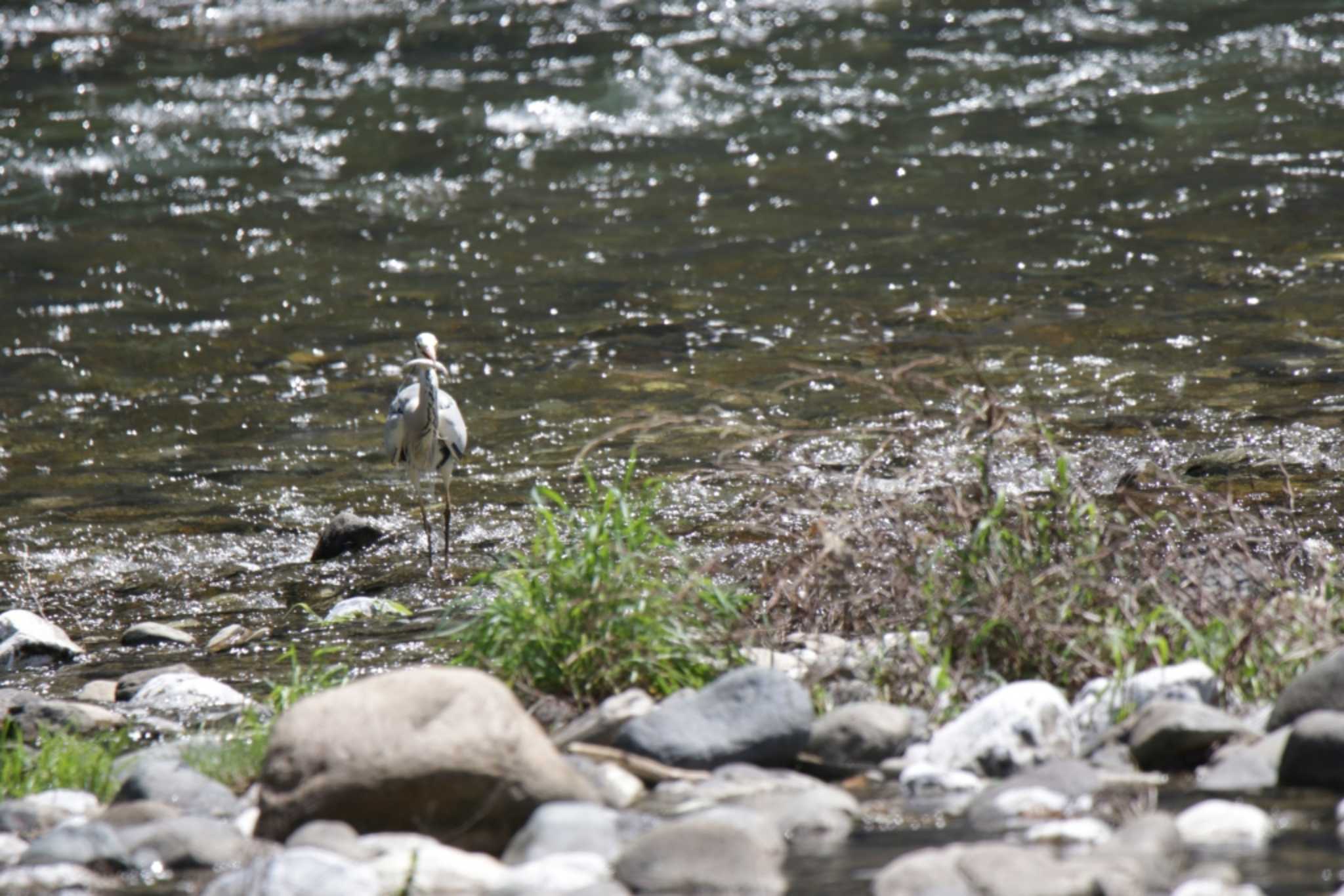 Grey Heron