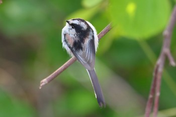 Long-tailed Tit 横浜市内河川 Sun, 4/23/2023