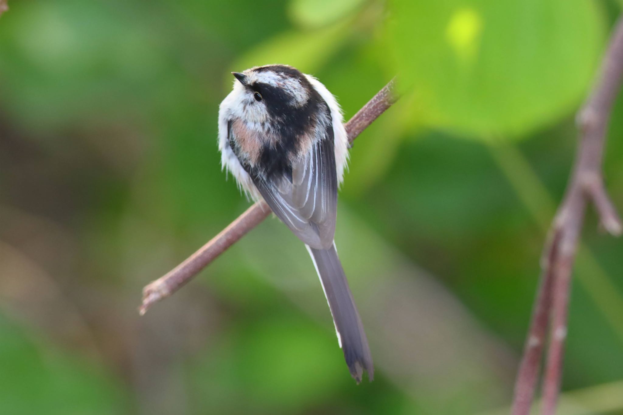 Photo of Long-tailed Tit at 横浜市内河川 by こぐまごろう