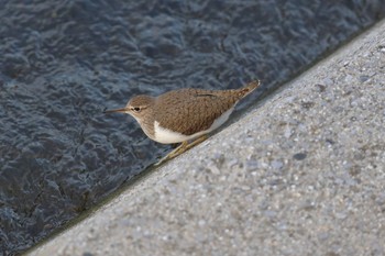 Common Sandpiper 横浜市内河川 Sun, 4/23/2023