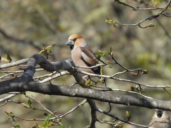 Hawfinch 軽井沢 Sun, 4/23/2023