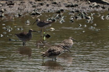 Eurasian Whimbrel Sungei Buloh Wetland Reserve Sun, 4/23/2023