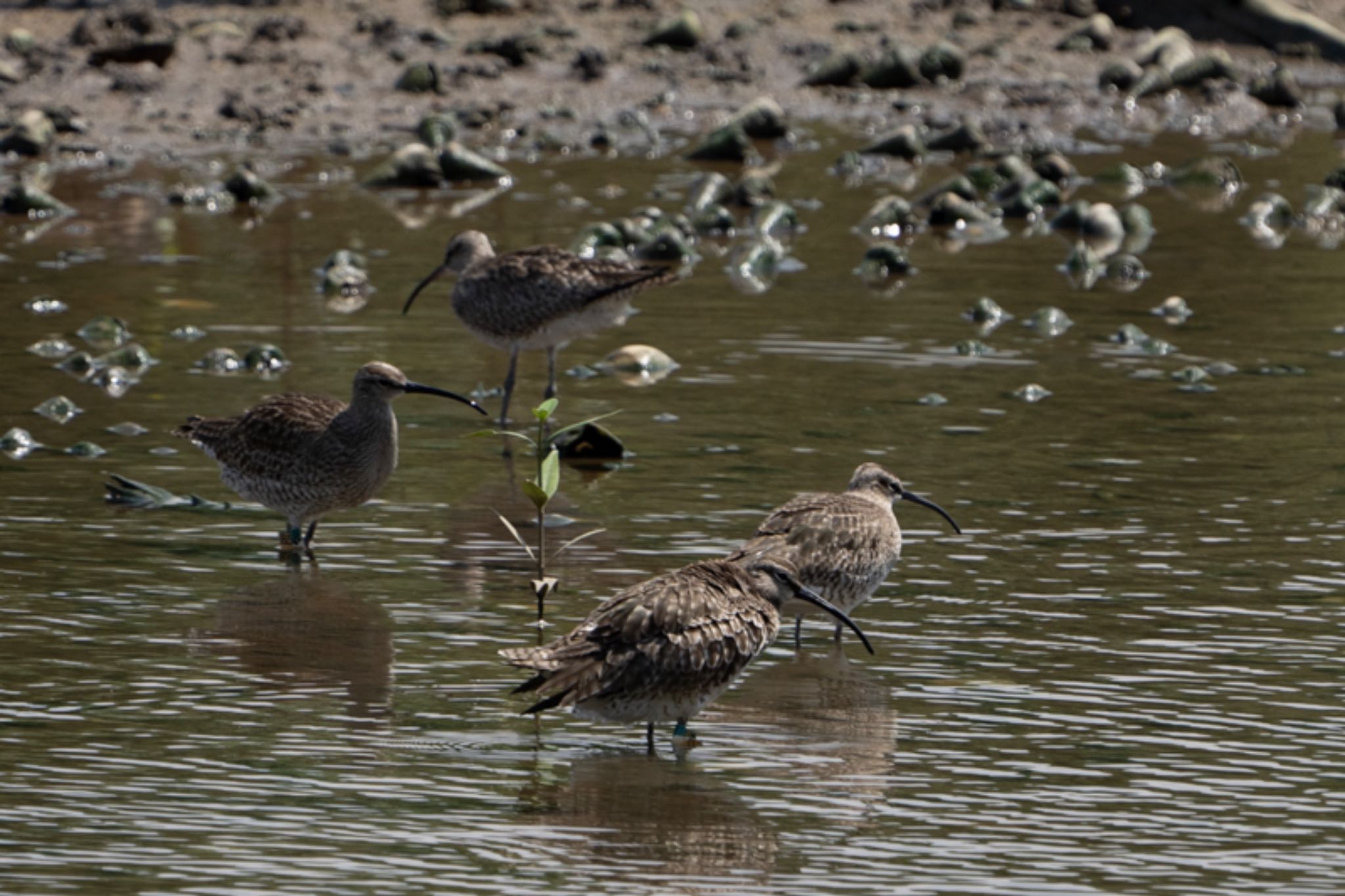 Photo of Eurasian Whimbrel at Sungei Buloh Wetland Reserve by T K