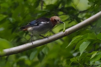 Sun, 4/23/2023 Birding report at 多摩川二ヶ領宿河原堰