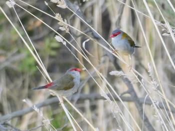 Red-browed Finch Jerrabomberra Wetlands, Fyshwick, ACT, Australia Fri, 4/14/2023