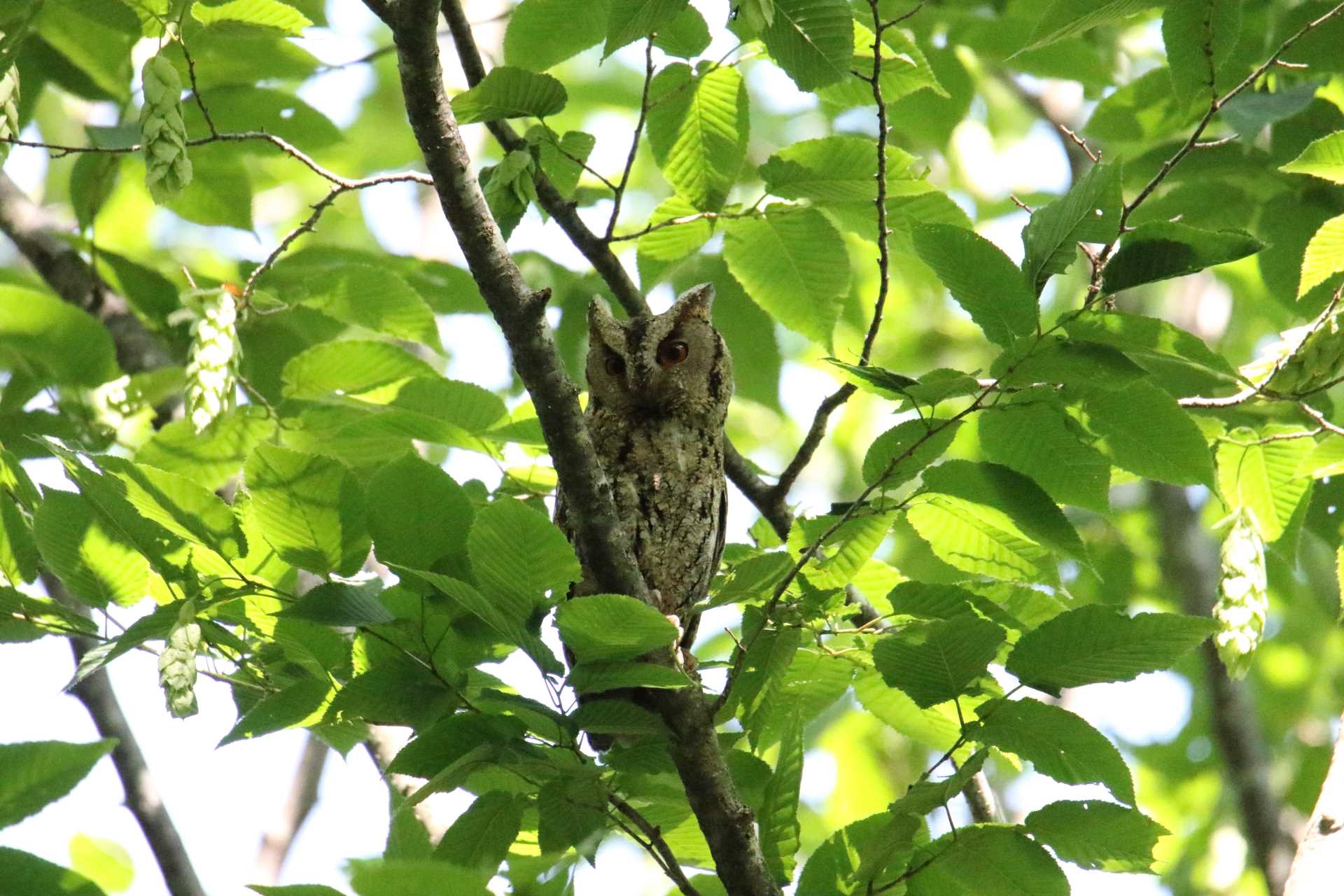  オオコノハズクの写真 by マイク