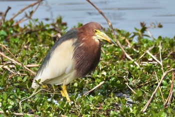 Sun, 4/23/2023 Birding report at Teganuma