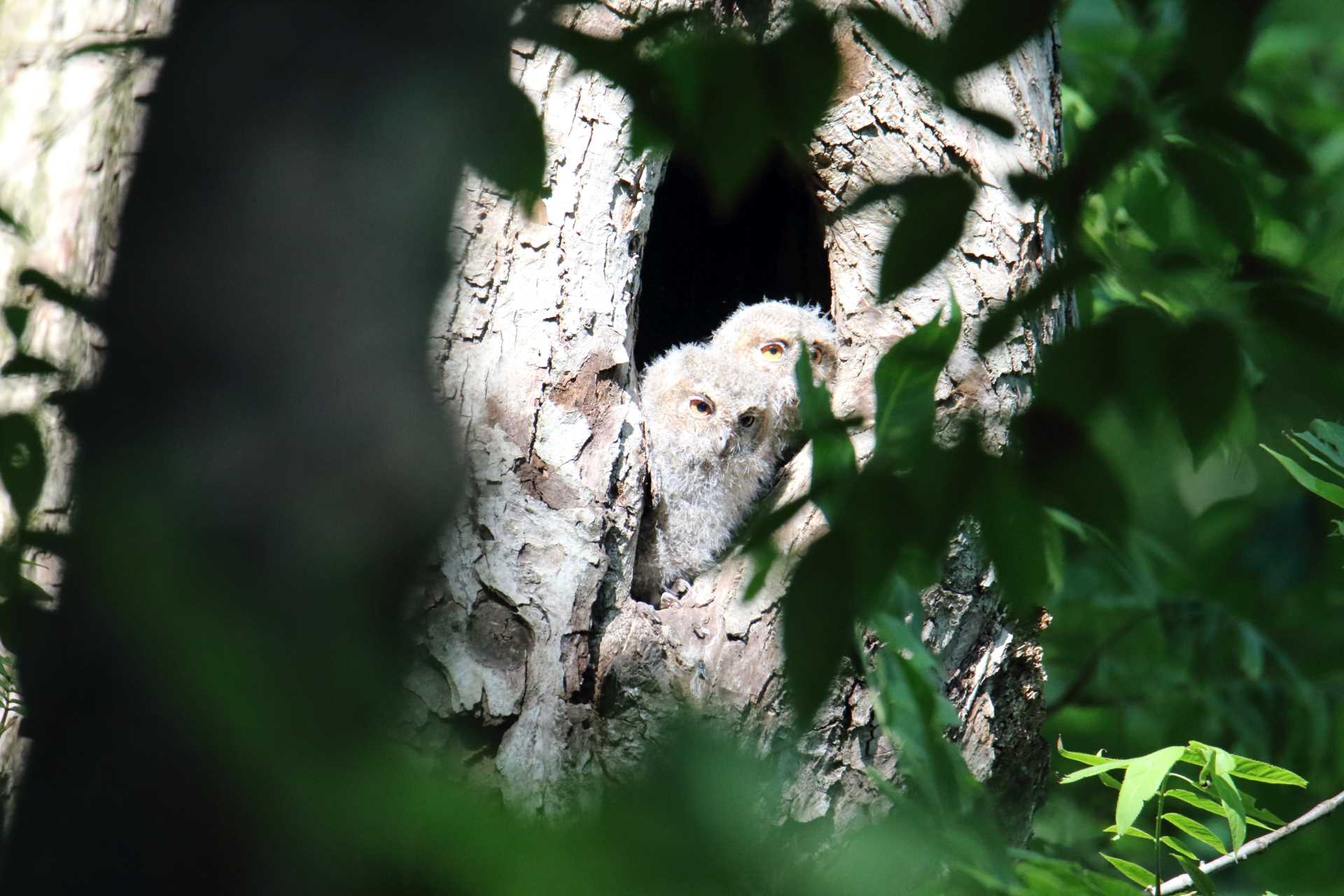  オオコノハズクの写真 by マイク