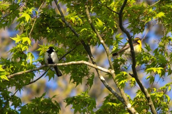 Sun, 4/23/2023 Birding report at 和泉葛城山