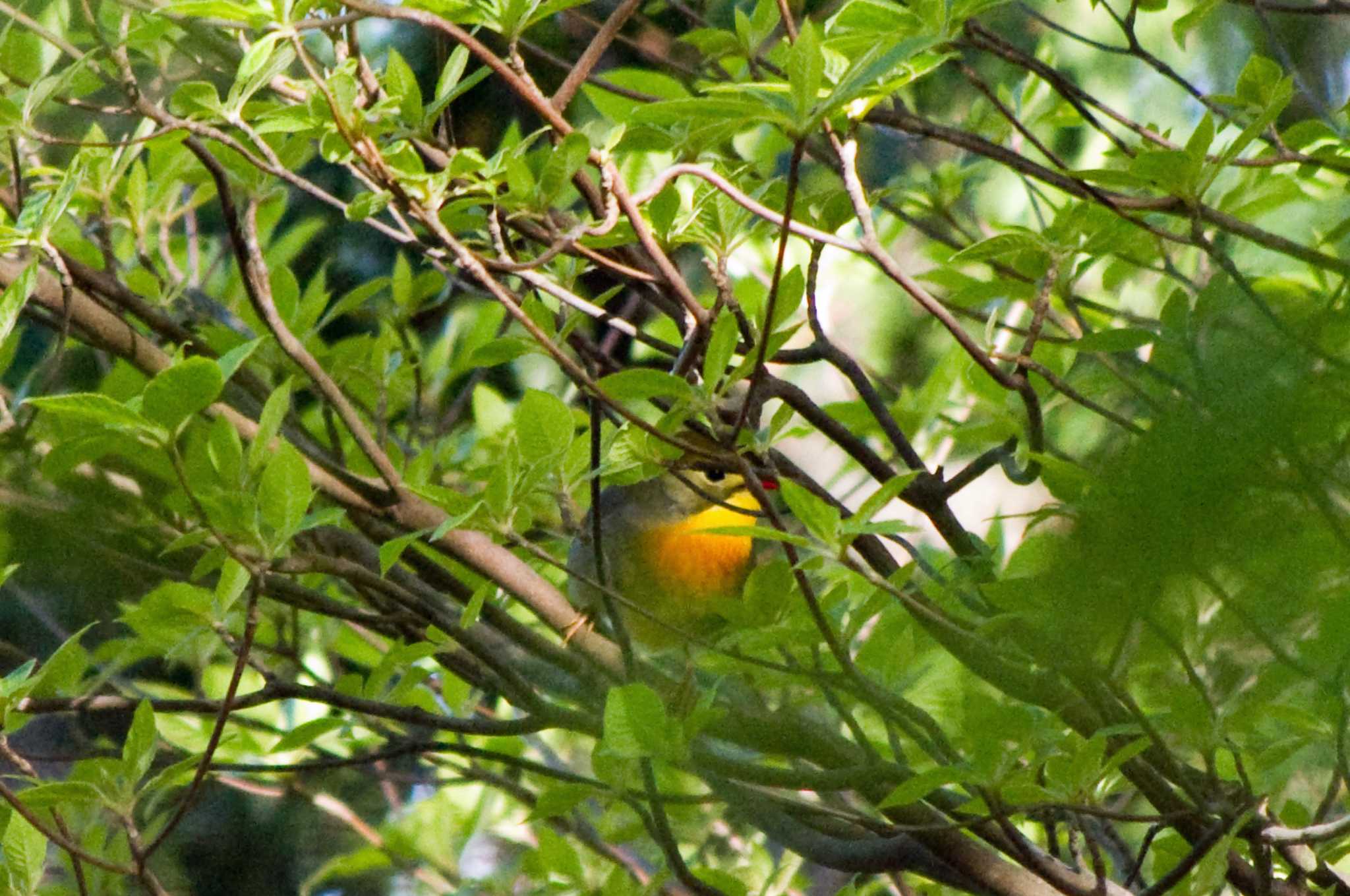 Photo of Red-billed Leiothrix at 和泉葛城山 by アカウント10297