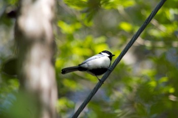 シジュウカラ 和泉葛城山 2023年4月23日(日)