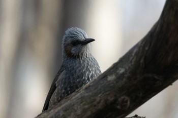 Brown-eared Bulbul 千歳市 Sat, 3/25/2023