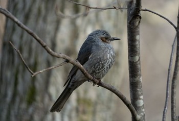 Brown-eared Bulbul 千歳市 Sat, 3/25/2023