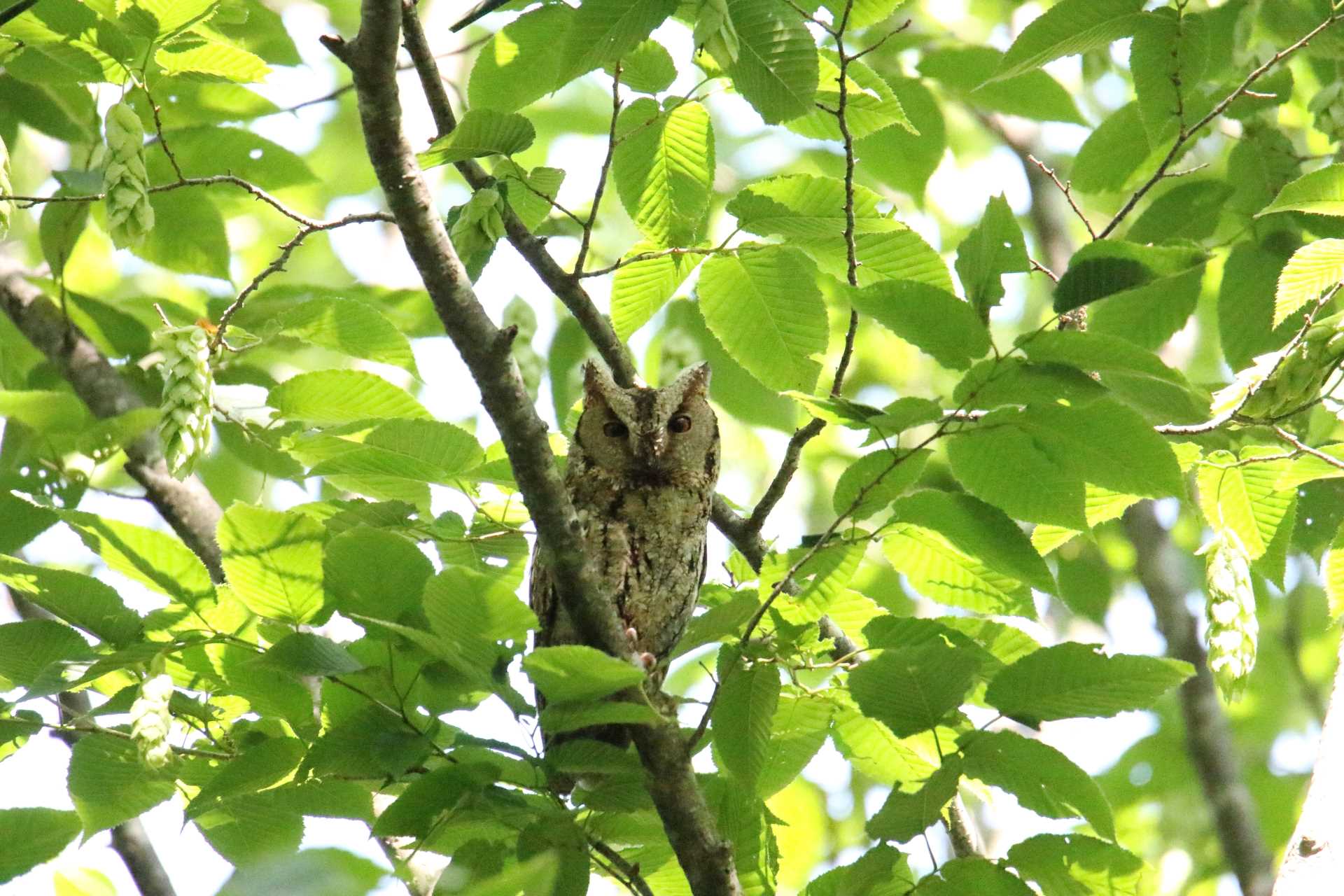 Photo of Japanese Scops Owl at  by マイク