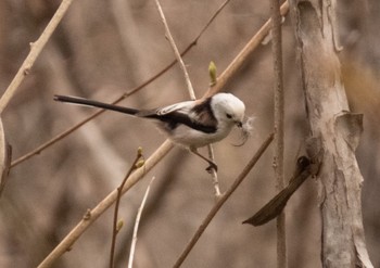 Long-tailed tit(japonicus) 宮丘公園(札幌市西区) Sun, 4/23/2023