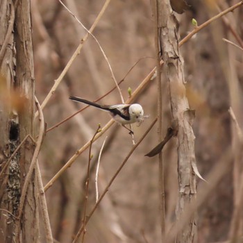 Long-tailed tit(japonicus) 宮丘公園(札幌市西区) Sun, 4/23/2023