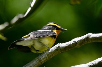 Narcissus Flycatcher 油山市民の森 Sun, 4/23/2023