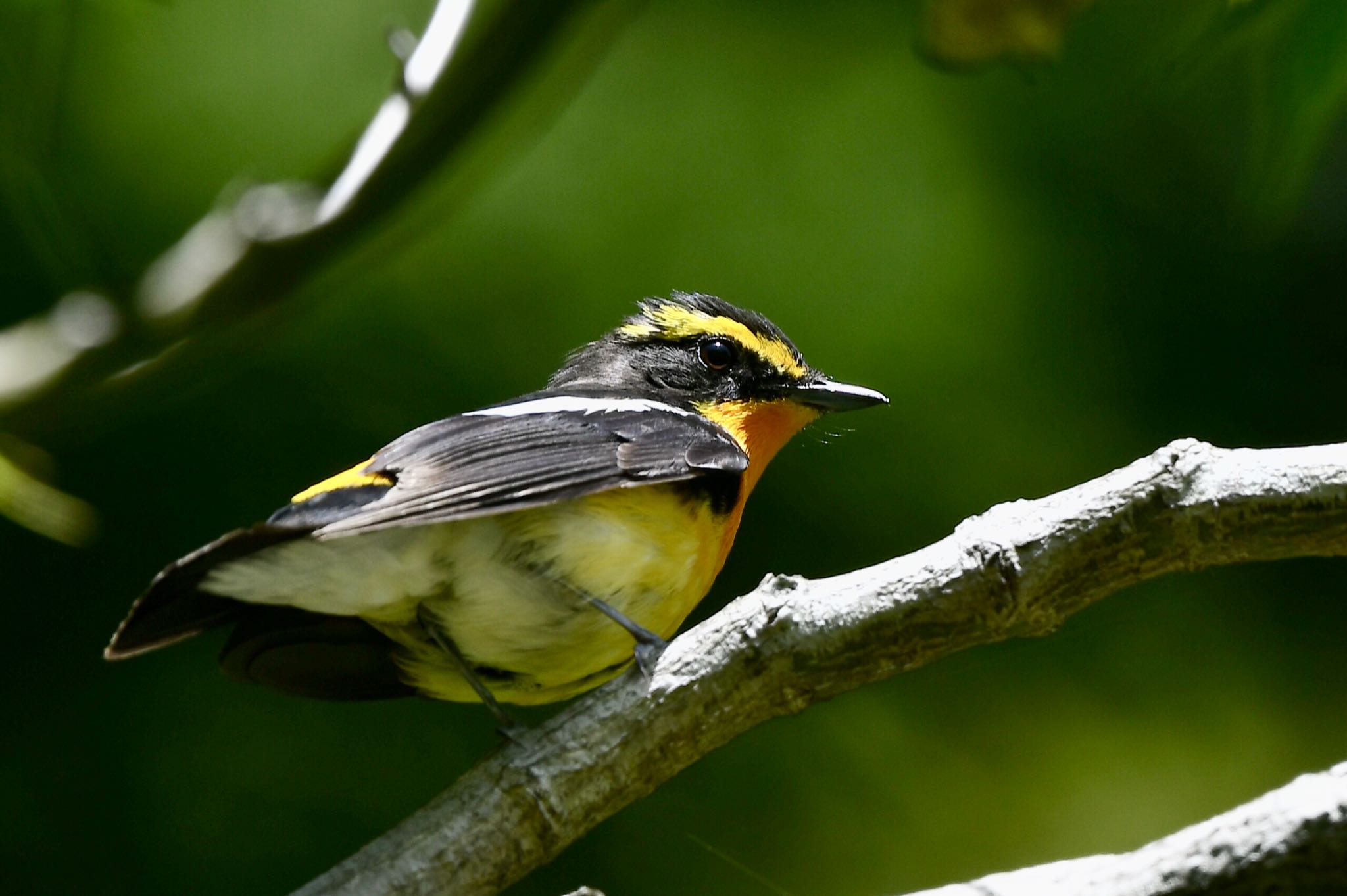 Photo of Narcissus Flycatcher at 油山市民の森 by にょろちょろ