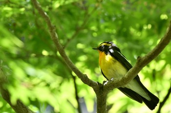 Narcissus Flycatcher 油山市民の森 Sun, 4/23/2023