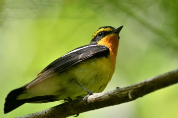 Narcissus Flycatcher 油山市民の森 Sun, 4/23/2023