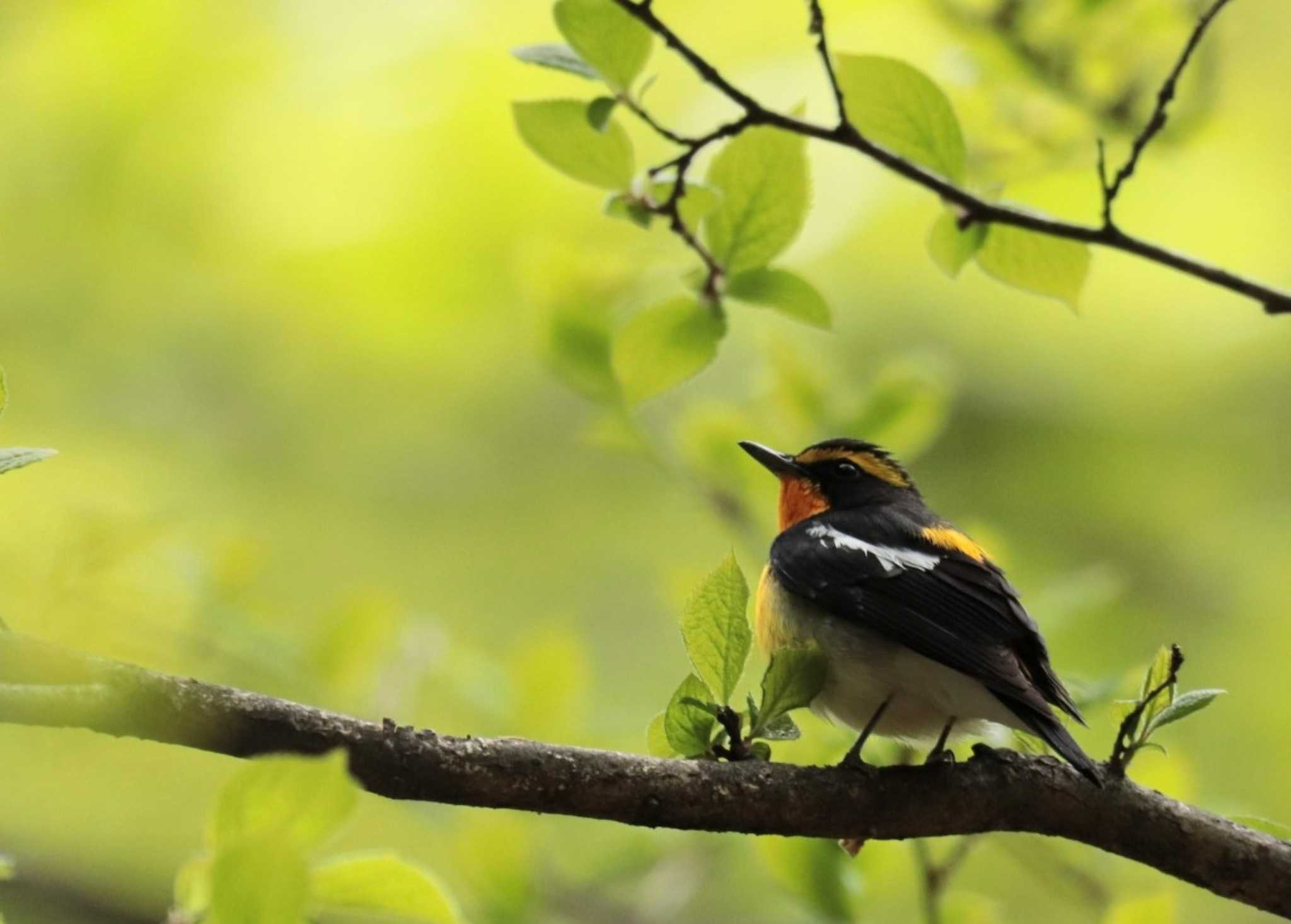 Narcissus Flycatcher