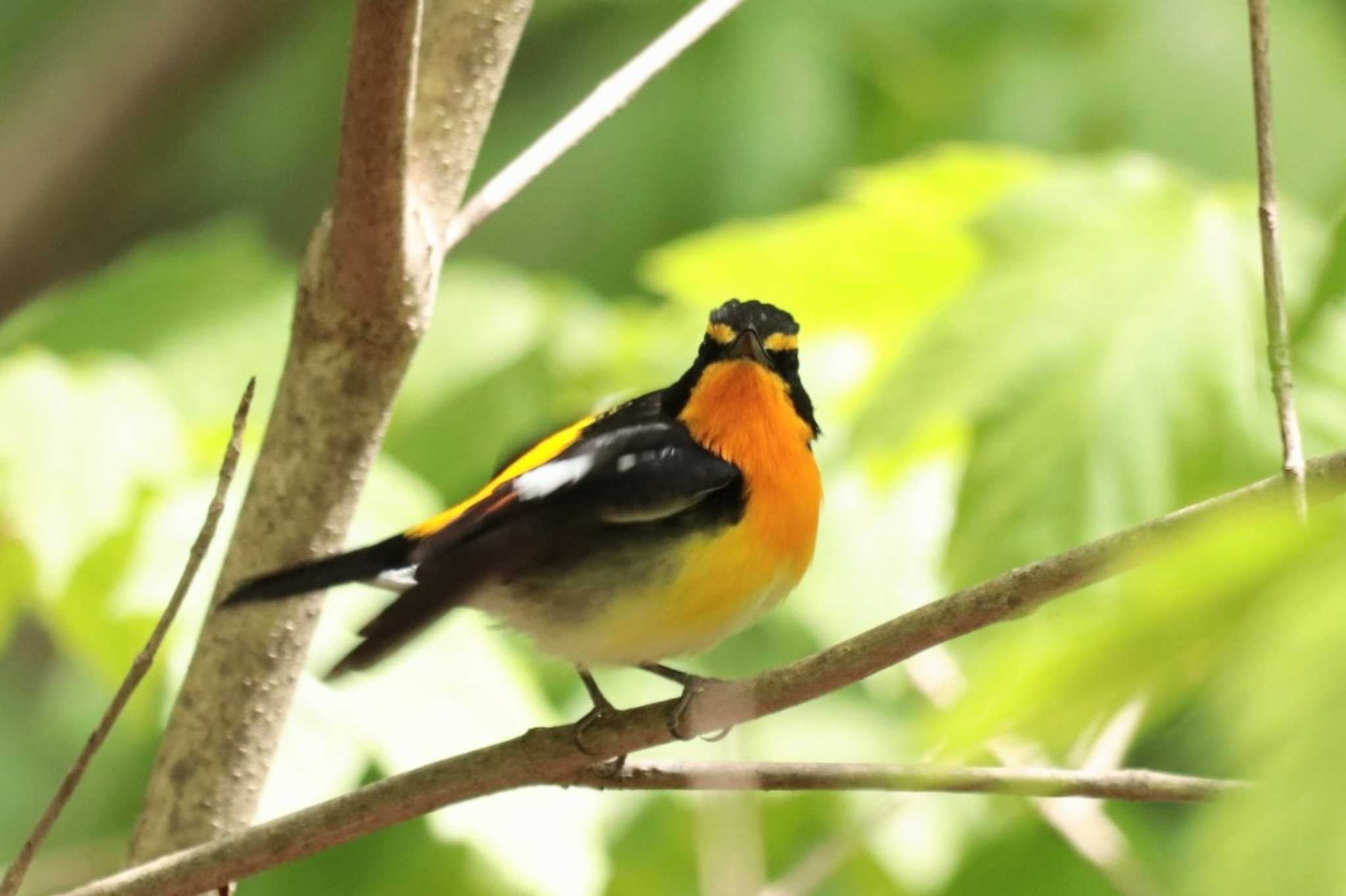 Narcissus Flycatcher