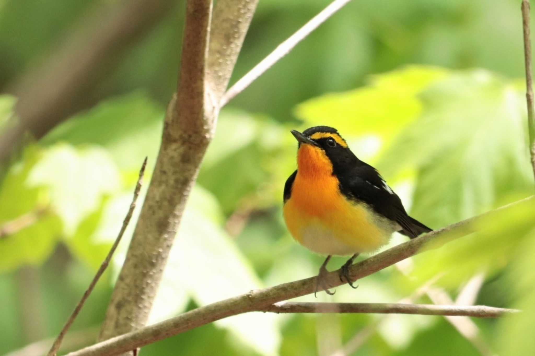 Narcissus Flycatcher