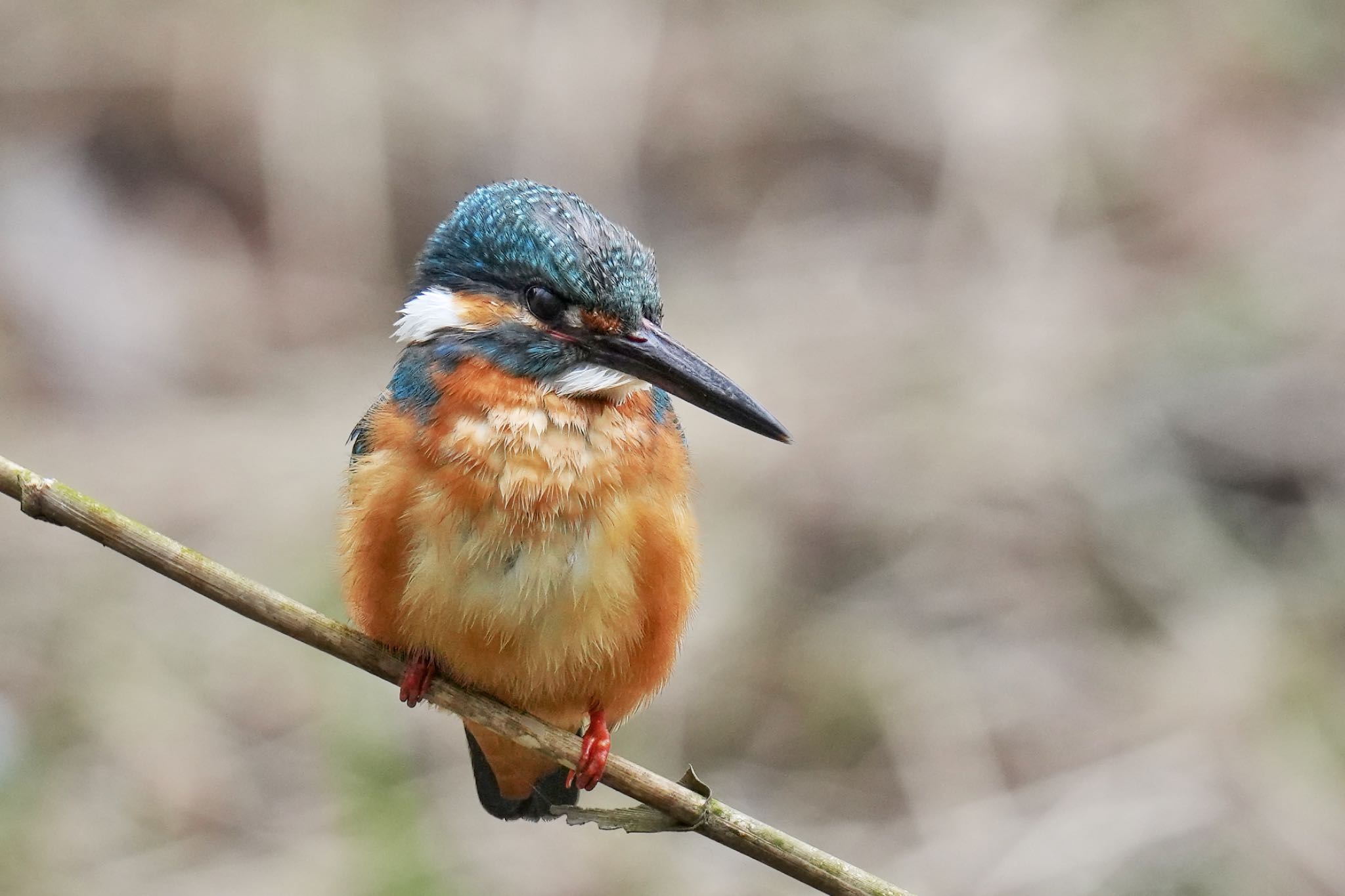 Common Kingfisher