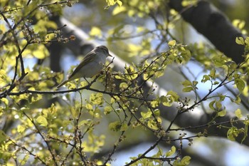 Eastern Crowned Warbler 石川健民海浜公園 Sun, 4/23/2023