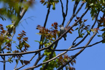 Dark-sided Flycatcher 石川健民海浜公園 Sun, 4/23/2023