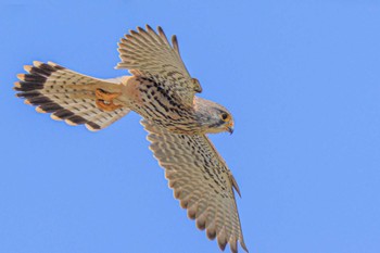 Common Kestrel 皿池(明石市大久保町) Tue, 4/4/2023