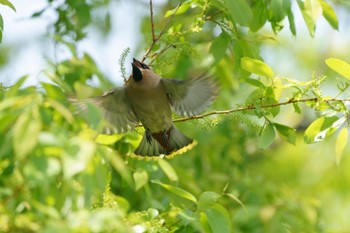 Bohemian Waxwing Watarase Yusuichi (Wetland) Fri, 4/21/2023