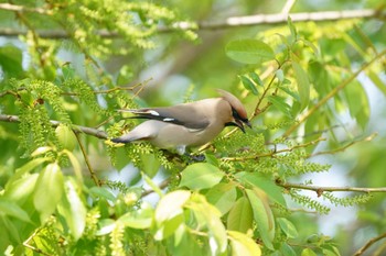 Bohemian Waxwing Watarase Yusuichi (Wetland) Fri, 4/21/2023