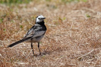 White Wagtail(leucopsis) Unknown Spots Sat, 4/22/2023