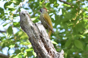 Japanese Green Woodpecker 鹿児島県霧島市牧園 Sat, 4/22/2023