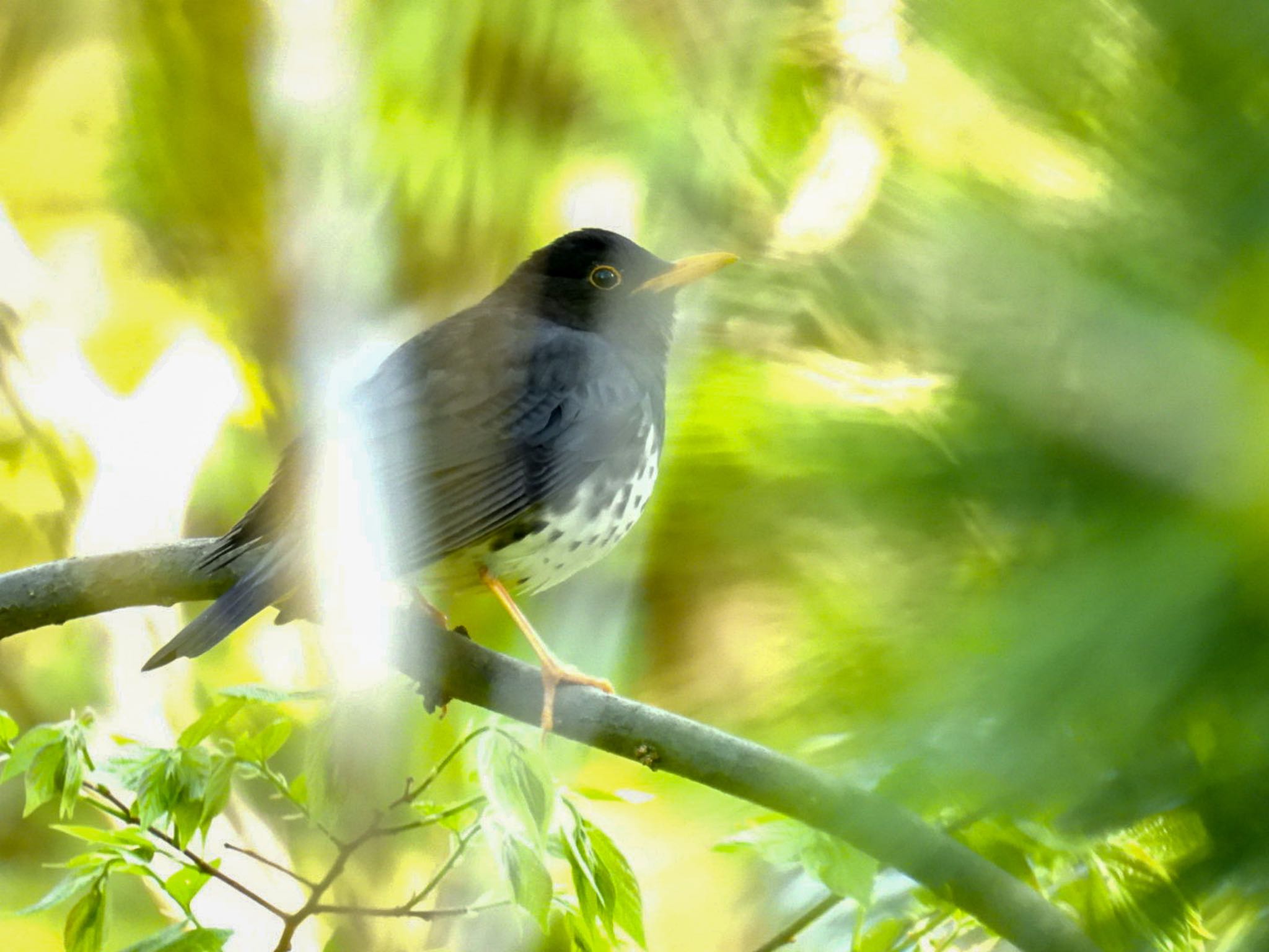 Japanese Thrush