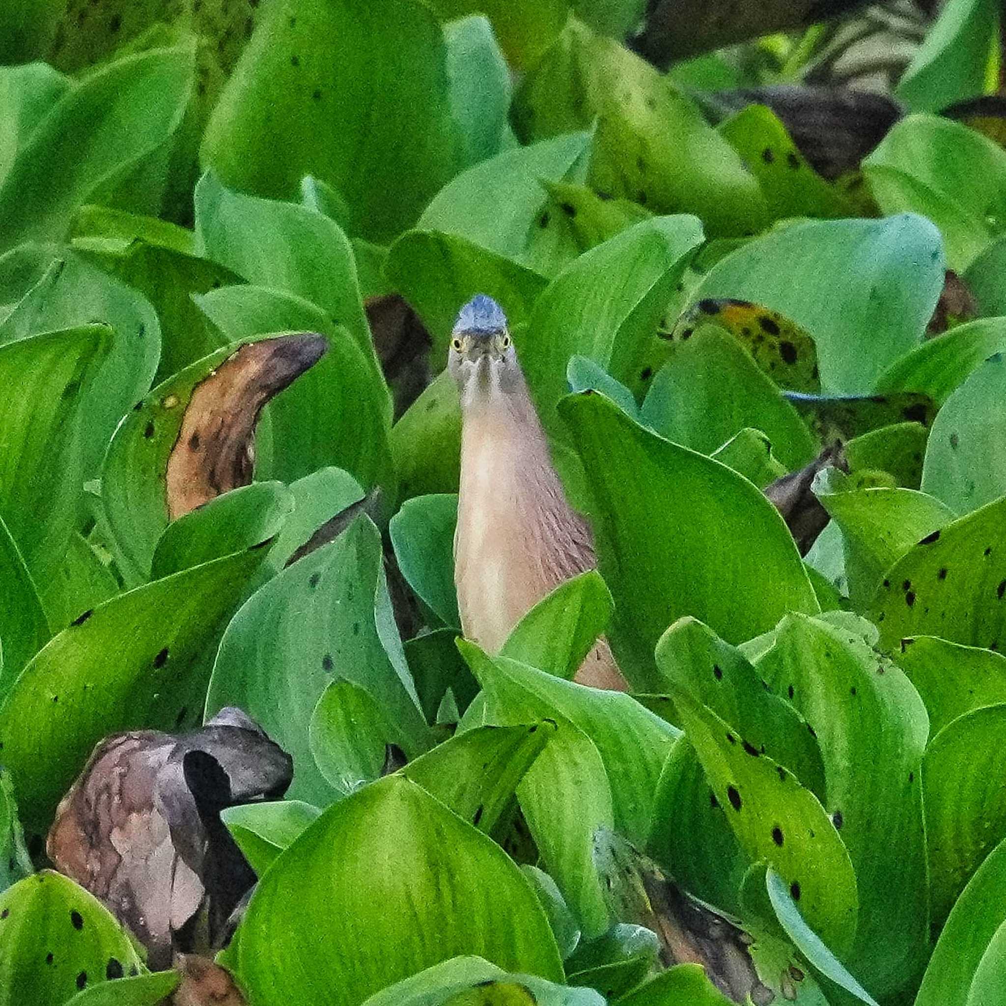 Photo of Yellow Bittern at Bang Phra Non-Hunting area by span265