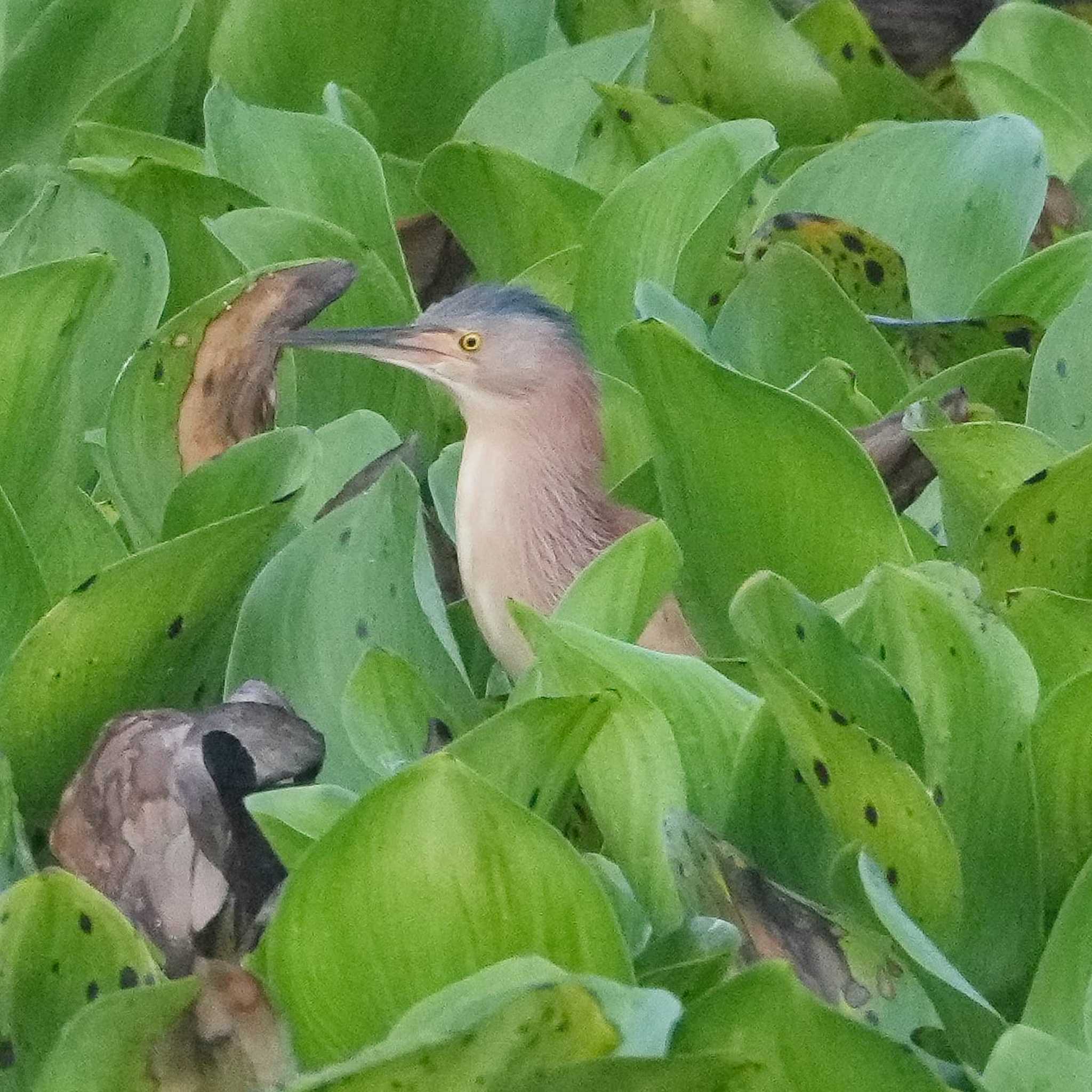 Yellow Bittern