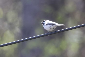 2023年4月22日(土) 長野県清水寺森林公園の野鳥観察記録